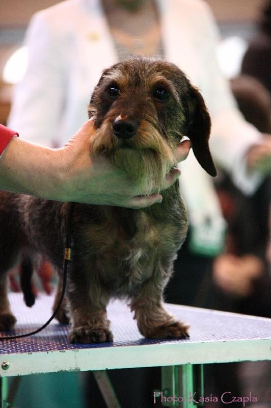 Crufts2011_2 1463.jpg